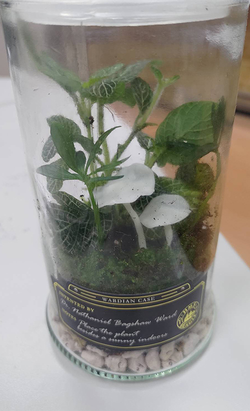 製作完成的生態瓶
